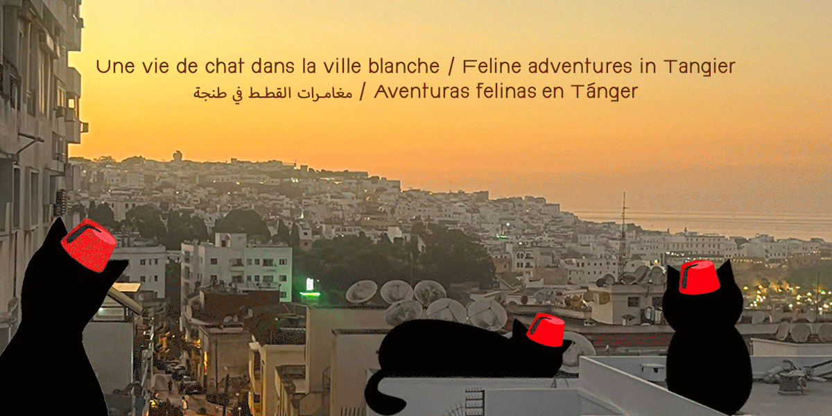 Le Chat Tanjaoui – Boutique Rue Velasquez